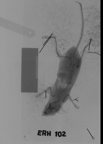 Media type: image;   Mammalogy 69540 Description: Xray of mouse.;